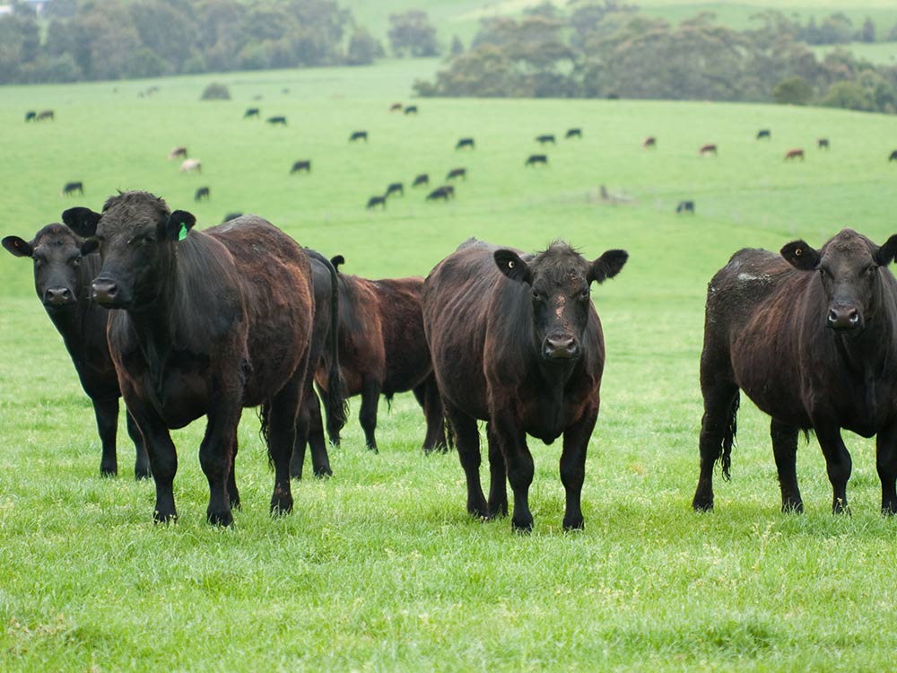 Blank Angus Beef Cattle