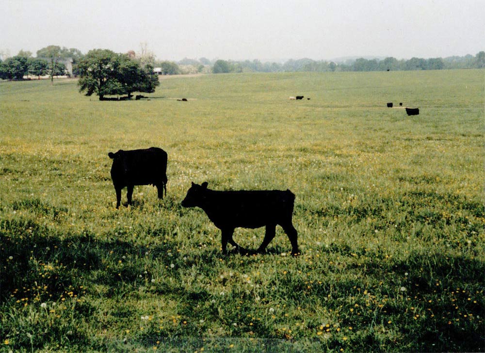 Beef Cattle | Black Angus Steer Meat Available in MD, VA, PA